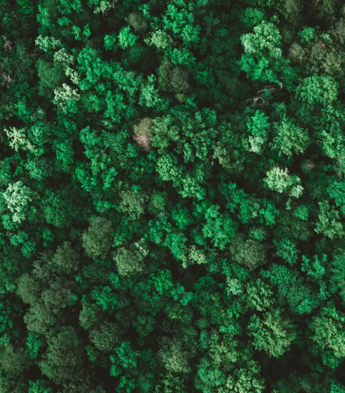 Home a aerial view of a forest